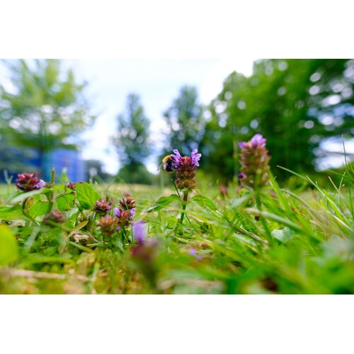 Während der langen Blütezeit von Juni-Oktober bietet die Braunelle Nahrung für Hummeln, Wildbienen und Schmetterlinge